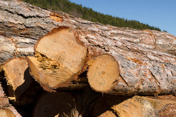 istock Timber in Bulgarian mountain 600991308