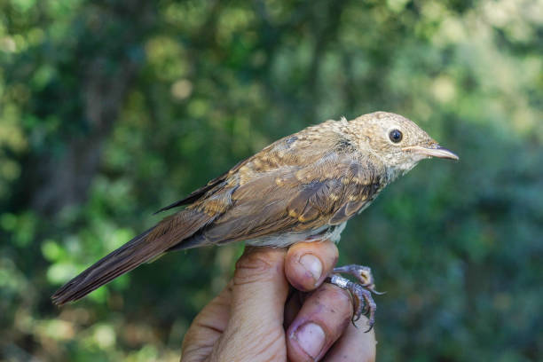 istock Common nightingale,  Luscinia megarhynchos 600991672