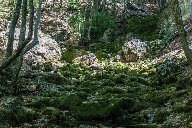 istock Green moss on the rocks in the woods 600992038