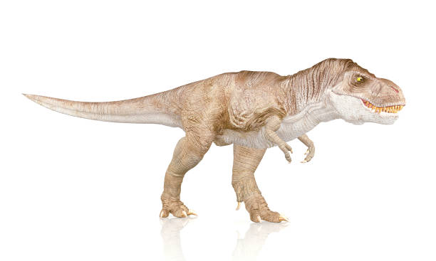istock Tyrannosaurus Rex, Dinosaur isolated on white background 600992238