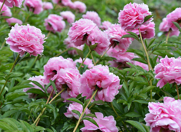 istock Pink peony flower in the garden 600992750