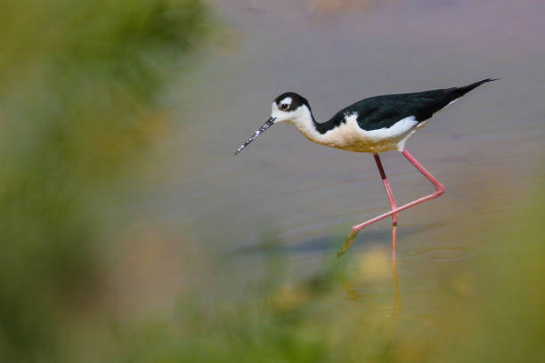 istock Black-necked Stilt - Stock Image 600993098