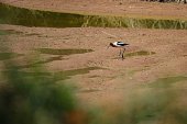 american-avocet-arizona-riparian-preserve-auf-der-water-ranch.jpg?b=1&s=170x170&k=20&c=gdhcmgbpudPUtKIU806LcawdeddRCTZBNoapMOtR-PM=
