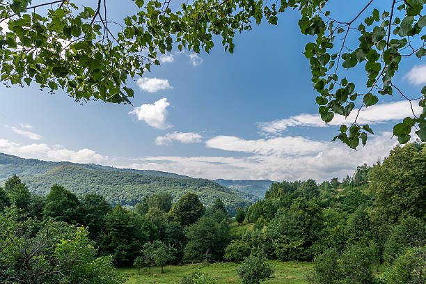 istock Beautiful Carpathian Mountains, birch branches and leaves in the foreground. 600993208