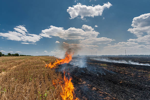 fire burns stubble on the field destroy summer. - stubble imagens e fotografias de stock