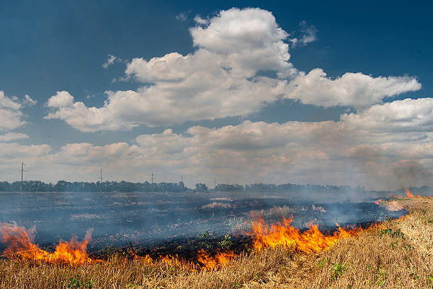 istock Fire burns stubble on the field destroy summer. 600993678