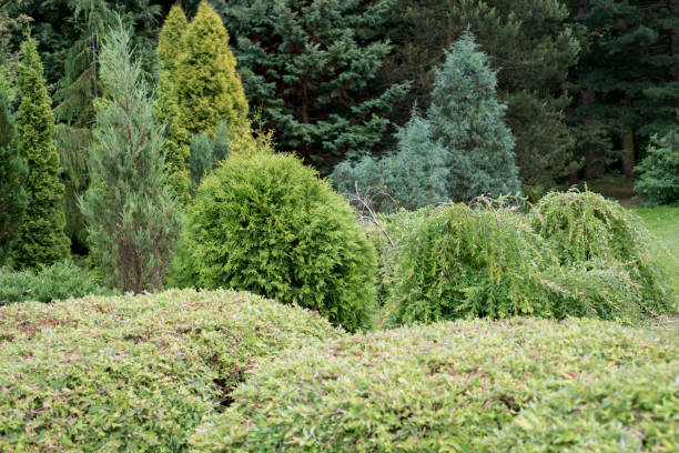 istock Evergreens in the garden 600994102