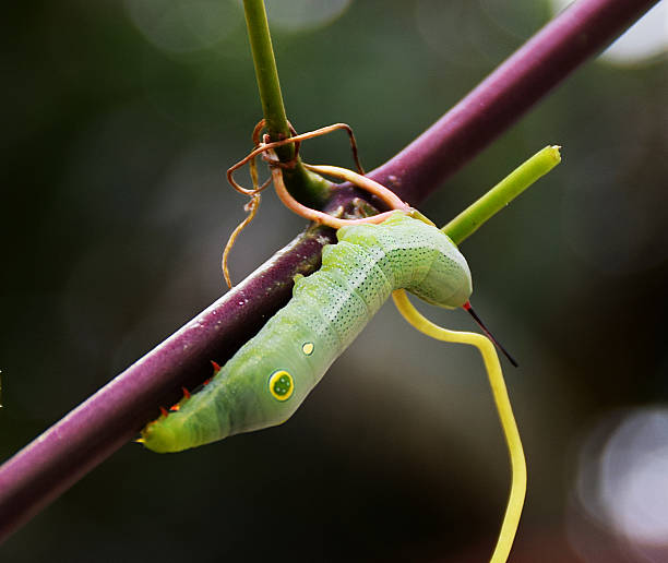 Caterpillars on branch on clea background.