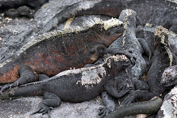 istock group of marine iguanas, Galapagos 600996228