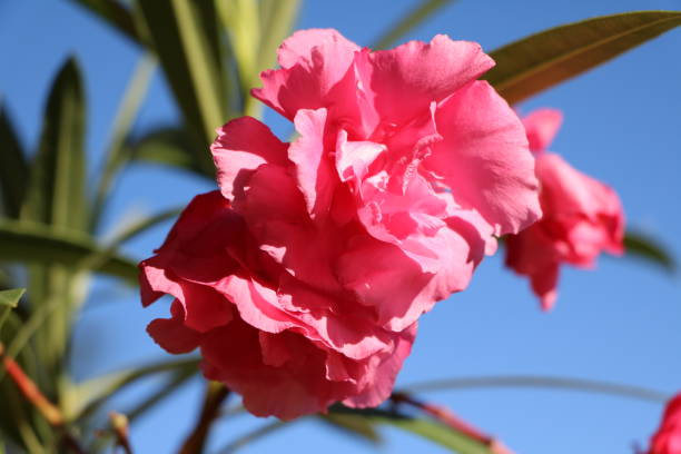 istock Pink flowering Nerium Oleander Splendens Giganteum under blue sky 600996382