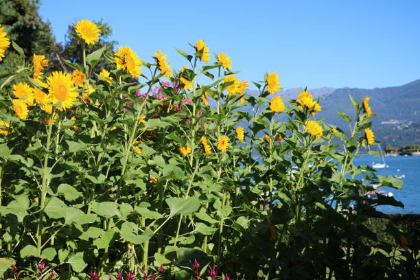 istock Sunflowers blooming on Lake Maggiore, Italy 600996664