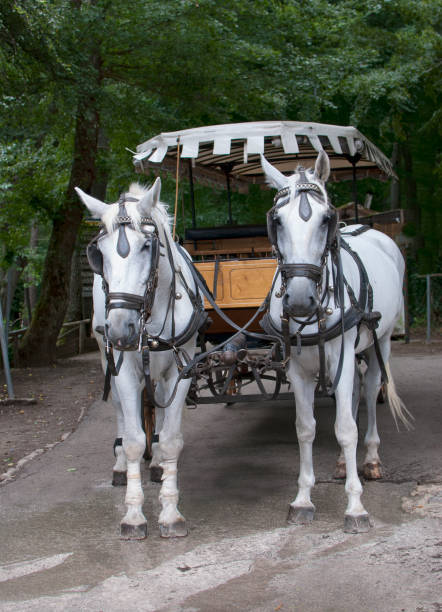 istock Couple white horse with carriage 600996914