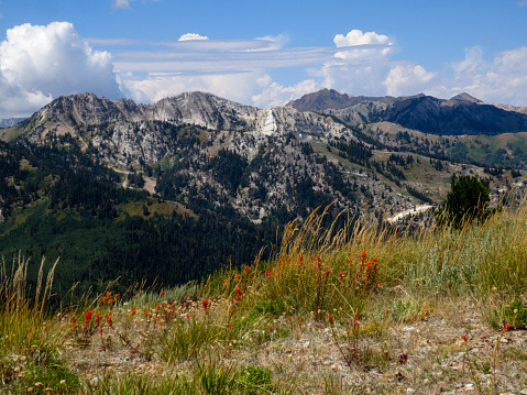 The beautiful Wasatch mountains in Utah.  There is grass and red flowers in the foreground.  The idyllic mountain peaks are near Park City, Utah.