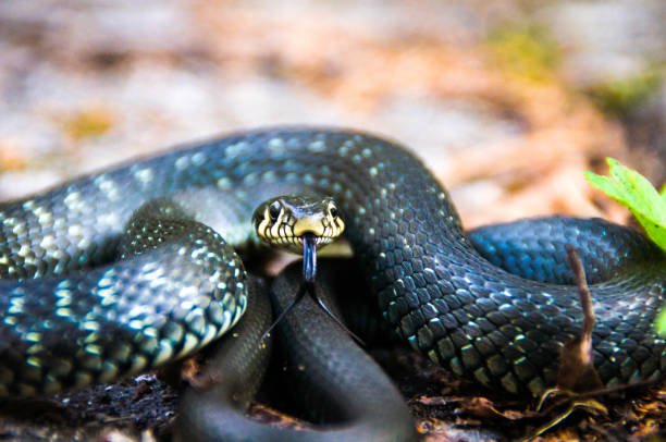 istock Grass snake Natrix demonstrate tongue 600997936