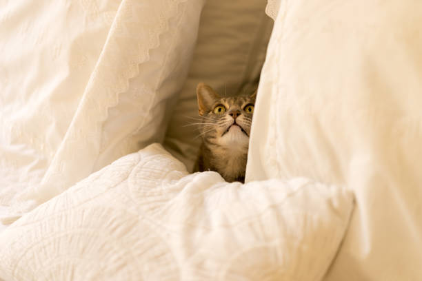 istock Cat looks up in suprise 600998578