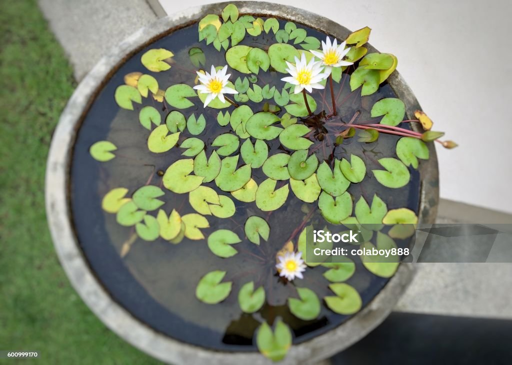 Lotuses in the pot - Royalty-free Bloem - Plant Stockfoto