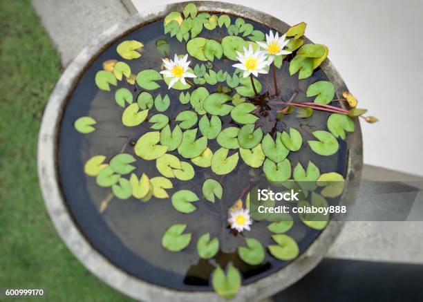 Lotuses In The Pot Stockfoto en meer beelden van Bloem - Plant - Bloem - Plant, Fotografie, Horizontaal