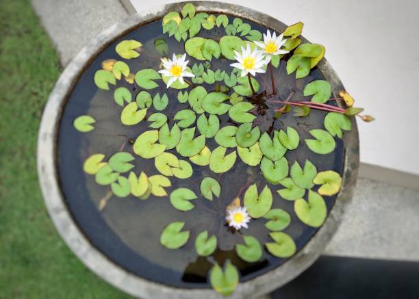 Lotuses in the pot