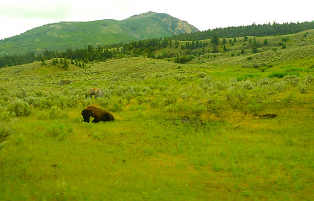 istock Yellowstone National Park 600999368