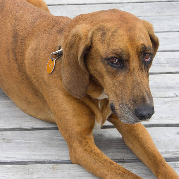 redbone coonhound sembra sospettoso - redbone coonhound foto e immagini stock