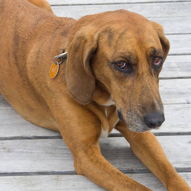 疑わしいと思うレッドボーン・クーンハウンド - redbone coonhound ストックフォトと画像