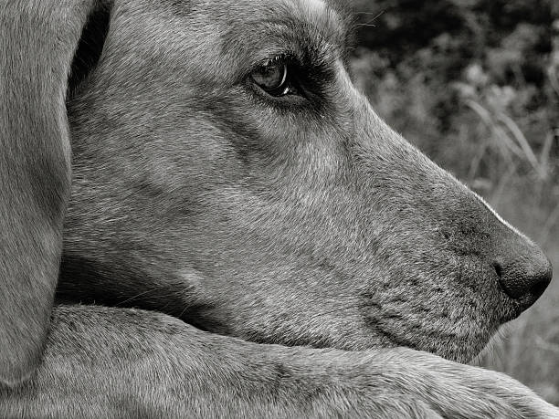 レッドボーン クーンハウンド ヘッドアップアップ - redbone coonhound ストックフォトと画像