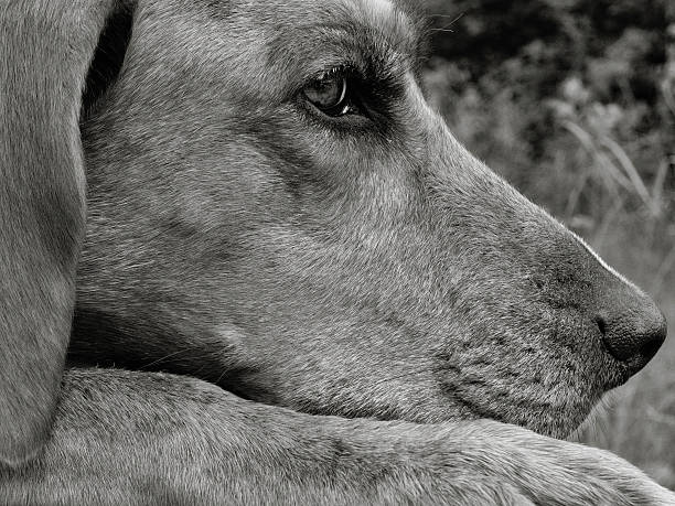 redbone coonhound close-up de cabeça - redbone coonhound - fotografias e filmes do acervo