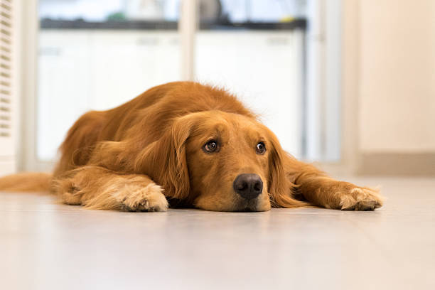 istock Golden retriever lying on the ground to sleep 601000726