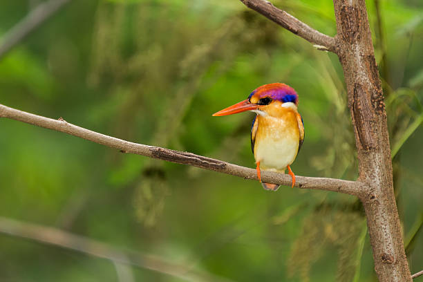 istock Black-Backed Kingfisher Bird 601000750