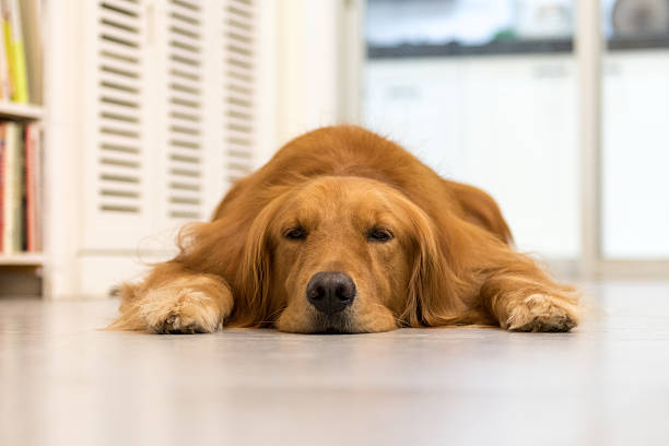 istock Golden retriever lying on the ground to sleep 601001062