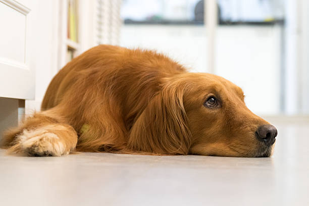 istock Golden retriever lying on the ground to sleep 601001340