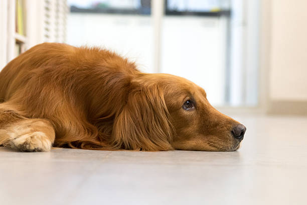 istock Golden retriever lying on the ground to sleep 601001490
