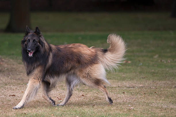 istock Dog, Belgian Shepherd Tervuren, running 601002208