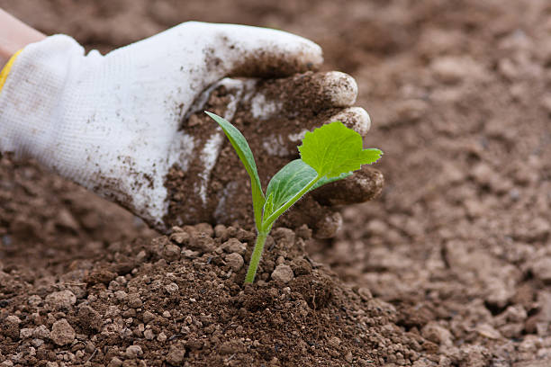 istock planting seedling of marrow 601002300