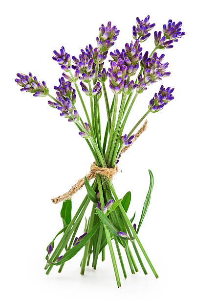 istock Bunch of lavender flowers 601002626