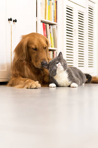 istock Golden Retriever and British Shorthair 601002686