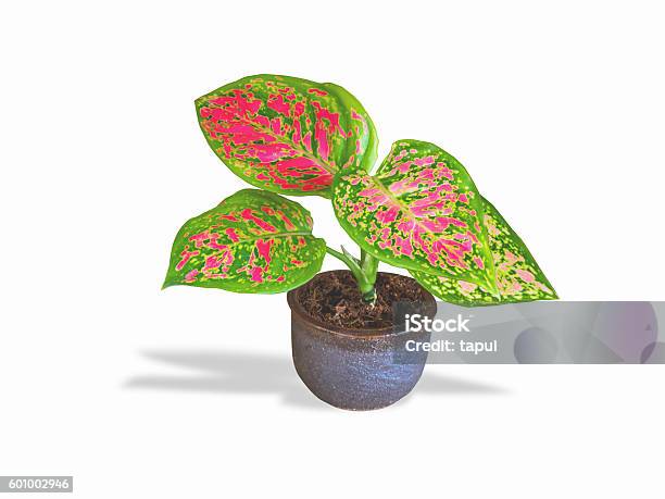 Aglaonema Modestum In Pot Isolated Stock Photo - Download Image Now - Aglaonema, Beauty In Nature, Black Color