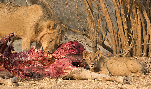 jeune lion mâle (panthera leo) et petit sur tuer - éland du cap photos et images de collection