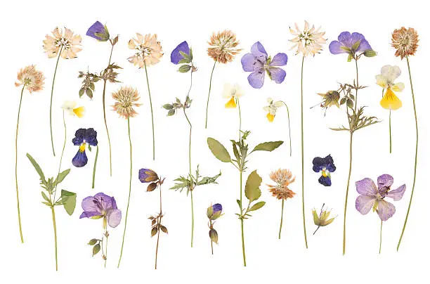 Dry pressed wild flowers on white background