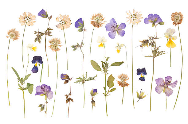 сухой прессованные дикие цветы - плоский стоковые фото и изображения