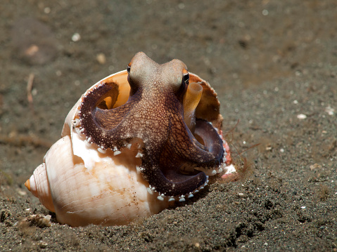 Small coconut octopus in a shell