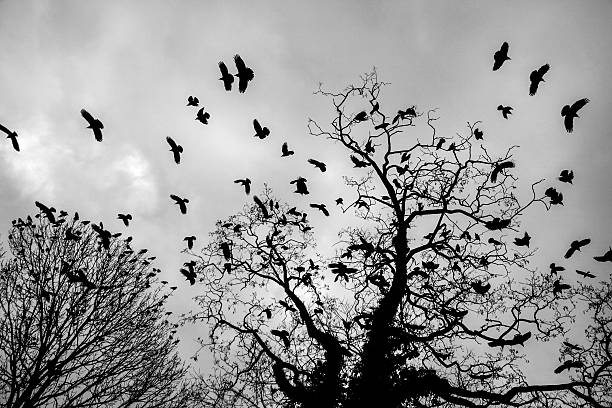 Flock of crows jumping of the branches of a tree