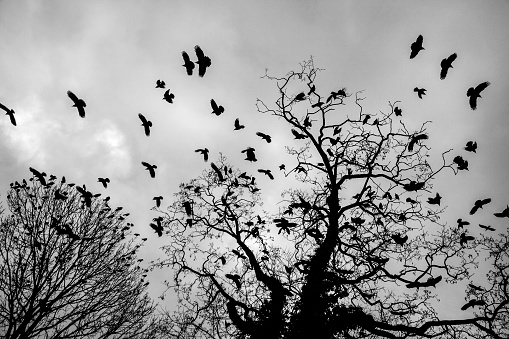Black and white image of the silhouettes of a flock of crows flying of the bare branches of a tree, at the sound of a clap on a winter day.