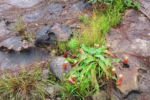 Nepenthes, Tropical pitcher plants and monkey cups on rain forest of Bolaven Plateau, Laos.