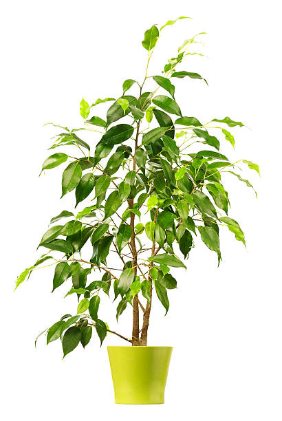 istock Ficus in flowerpot isolated on white background. 601008414