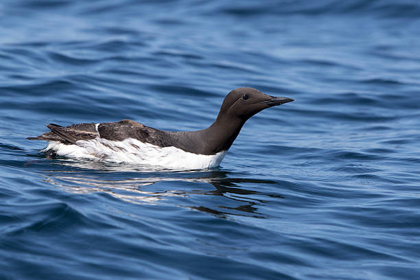 istock common murre is swimming in the ocean sunny summer day 601008718