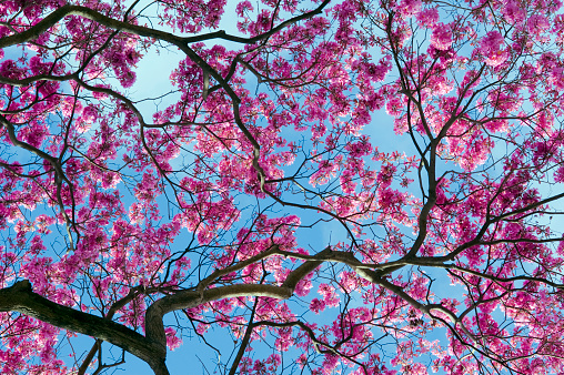 SAO PAULO, SP, BRAZIL - JULY 24, 2011 - Ipe or lapacho in bloom, tree of the genus Tabebuia or genus Handroanthus, with dozens of species in Brazil and the Americas