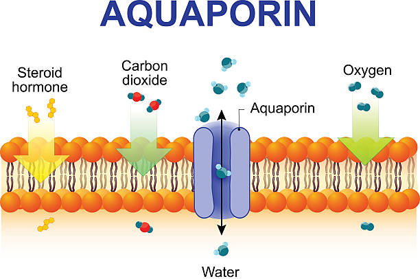 Aquaporin is integral membrane proteins Schematic depiction of water molecule movement through of the aquaporin channel. integral stock illustrations