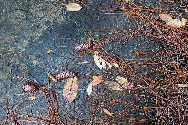 istock pine cones on black rock with leaves. 601010530