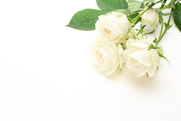 Pictured a bouquet of roses in a white background.